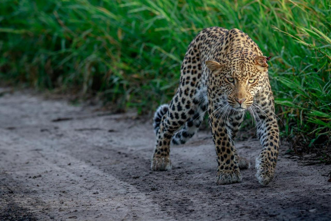 Laluka Safari Lodge - Welgevonden Game Reserve Exteriér fotografie